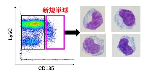 生命科学研究所アテネ 楽天市場】生命科学研究所 アテネ ATHENE (全身導入美容液) 85mL